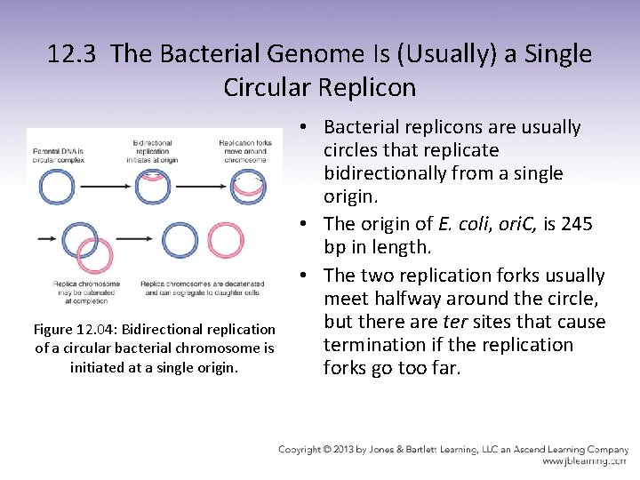 12. 3 The Bacterial Genome Is (Usually) a Single Circular Replicon Figure 12. 04: