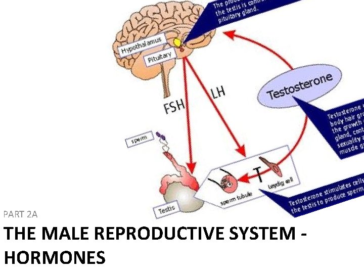 PART 2 A THE MALE REPRODUCTIVE SYSTEM HORMONES 