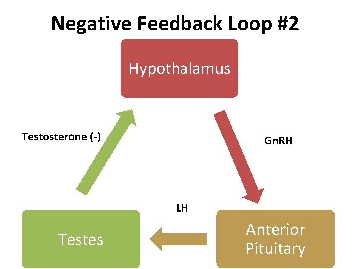 Negative Feedback Loop #2 Hypothalamus Testosterone (-) Gn. RH LH Testes Anterior Pituitary 