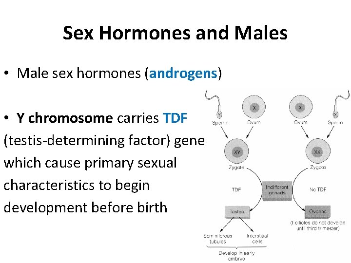 Sex Hormones and Males • Male sex hormones (androgens) • Y chromosome carries TDF