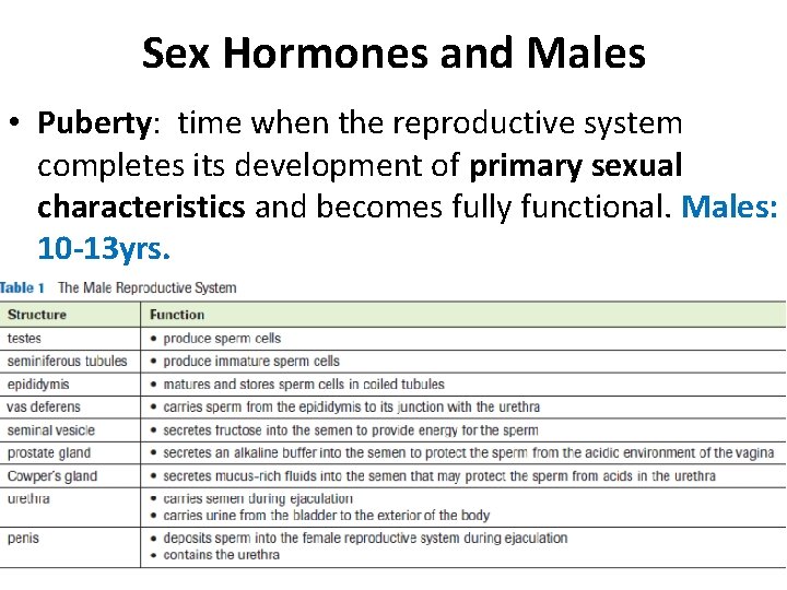 Sex Hormones and Males • Puberty: time when the reproductive system completes its development
