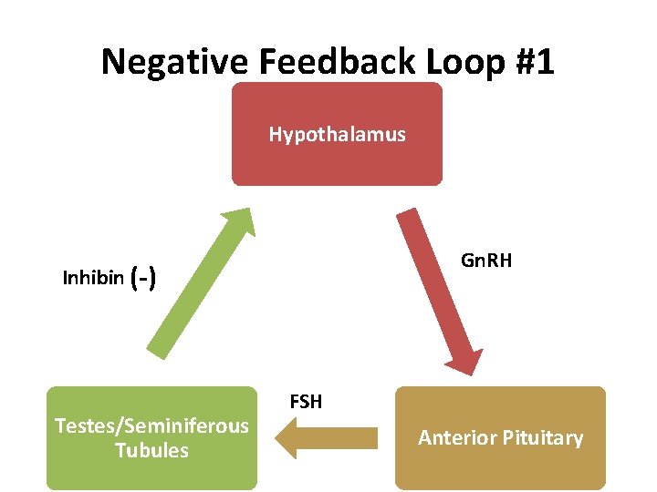 Negative Feedback Loop #1 Hypothalamus Gn. RH Inhibin (-) Testes/Seminiferous Tubules FSH Anterior Pituitary Negative Feedback Loop #1 Hypothalamus Gn. RH Inhibin (-) Testes/Seminiferous Tubules FSH Anterior Pituitary