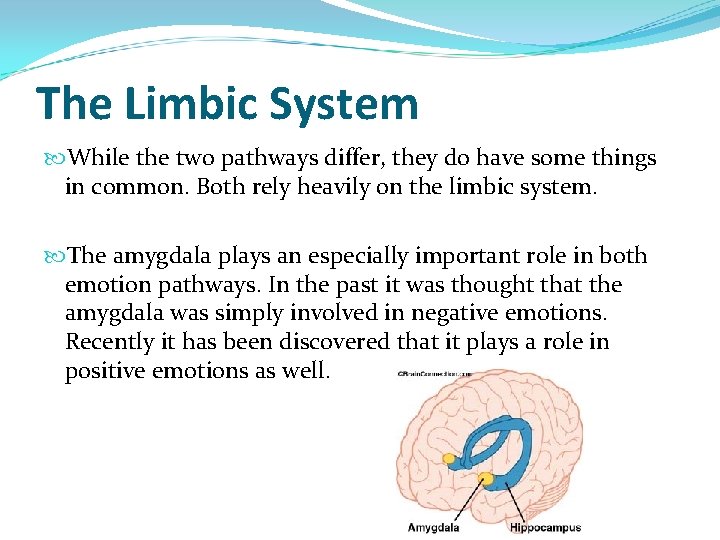 The Limbic System While the two pathways differ, they do have some things in