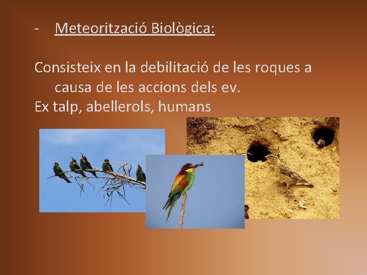 - Meteorització Biològica: Consisteix en la debilitació de les roques a causa de les - Meteorització Biològica: Consisteix en la debilitació de les roques a causa de les