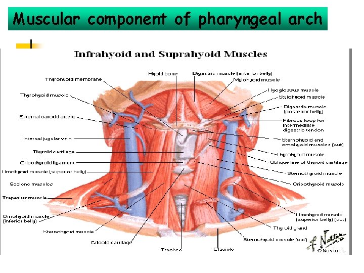 Muscular component of pharyngeal arch 