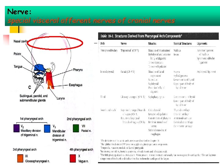 Nerve: special visceral afferent nerves of cranial nerves 