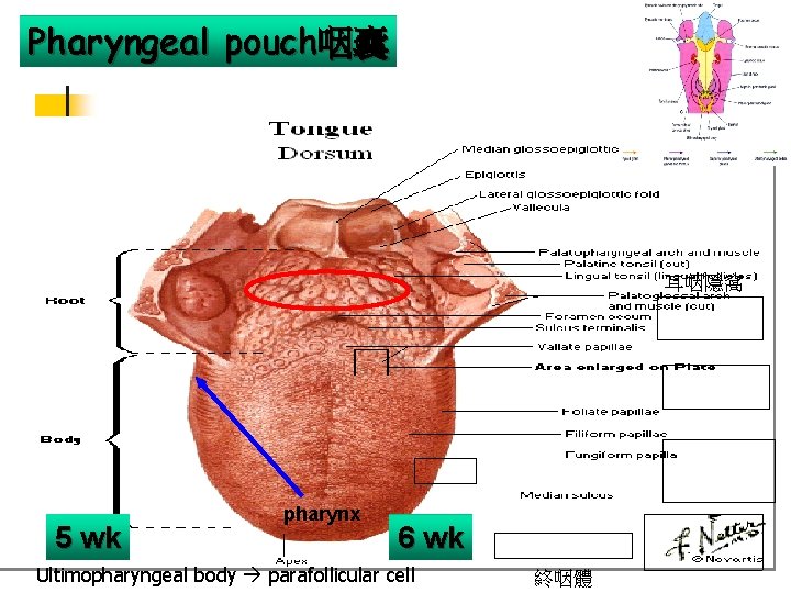 Pharyngeal pouch咽囊 耳咽隱窩 5 wk pharynx 6 wk Ultimopharyngeal body parafollicular cell 終咽體 