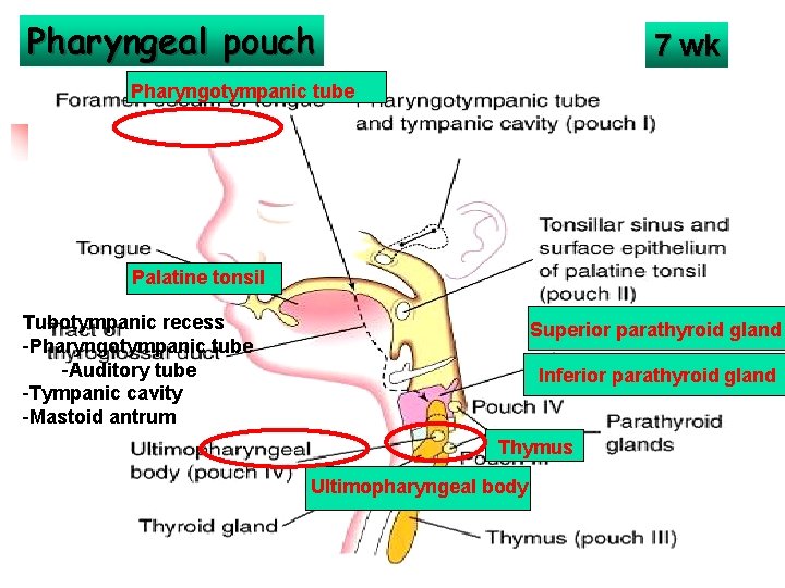 Pharyngeal pouch 7 wk Pharyngotympanic tube Palatine tonsil Tubotympanic recess -Pharyngotympanic tube -Auditory tube