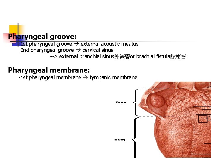 Pharyngeal groove: -1 st pharyngeal groove external acoustic meatus -2 nd pharyngeal groove cervical