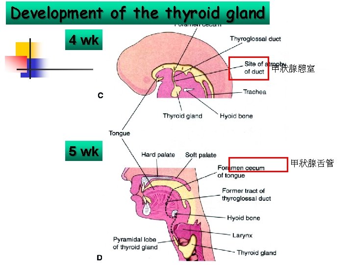Development of the thyroid gland 4 wk 甲狀腺憩室 5 wk 甲狀腺舌管 