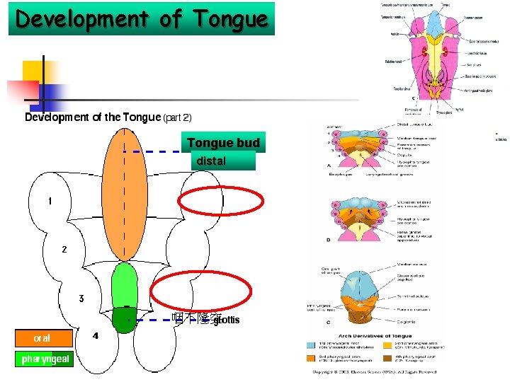 Development of Tongue bud distal 咽下隆突 