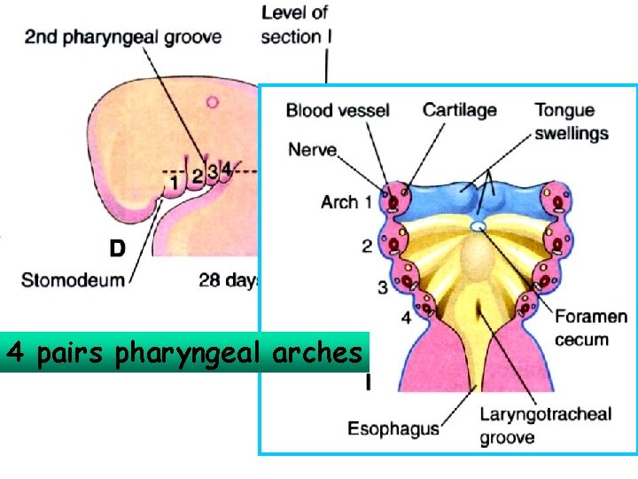 4 pairs pharyngeal arches 