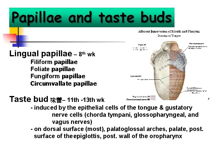 Papillae and taste buds Lingual papillae – 8 th wk Filiform papillae Foliate papillae