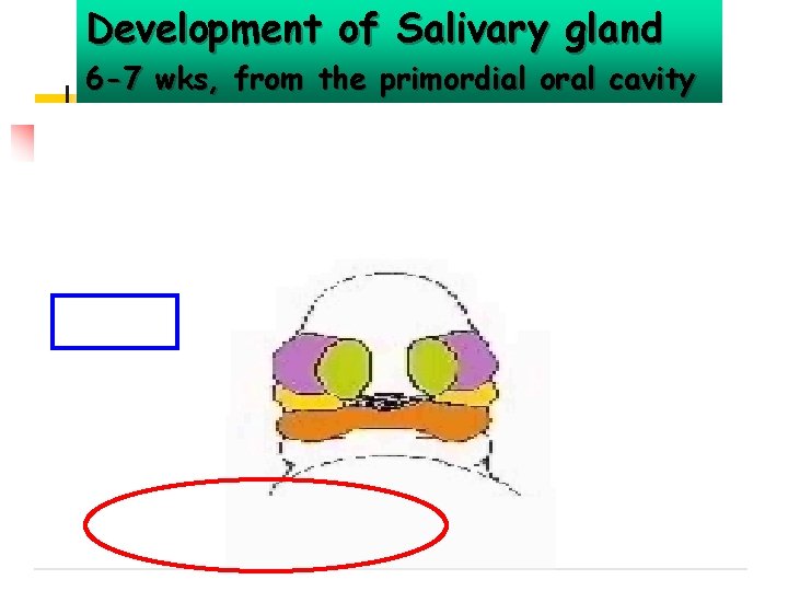 Development of Salivary gland 6 -7 wks, from the primordial oral cavity 