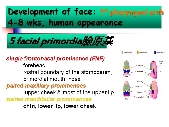 Development of face: 1 st pharyngeal arch 4 -8 wks, human appearance 5 facial