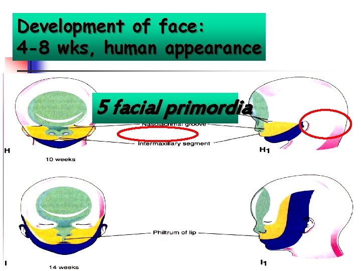 Development of face: 4 -8 wks, human appearance 5 facial primordia 