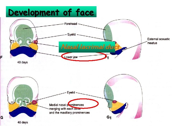 Development of face : Nasal lacrimal duct 