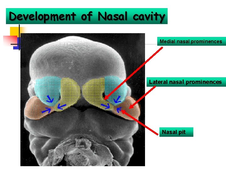 Development of Nasal cavity Medial nasal prominences Lateral nasal prominences Nasal pit 