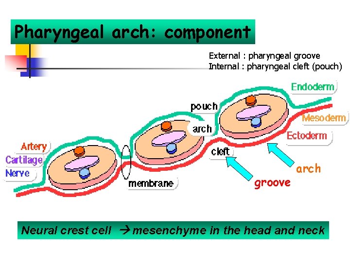 Pharyngeal arch: component External : pharyngeal groove Internal : pharyngeal cleft (pouch) groove arch