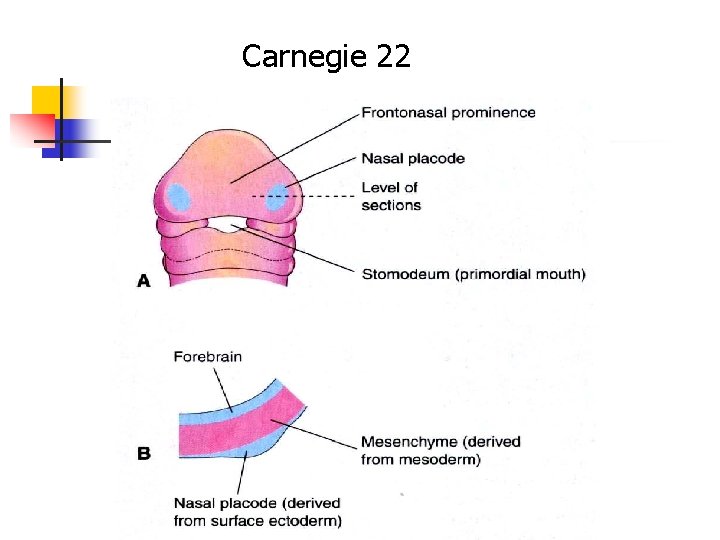 Carnegie 22 