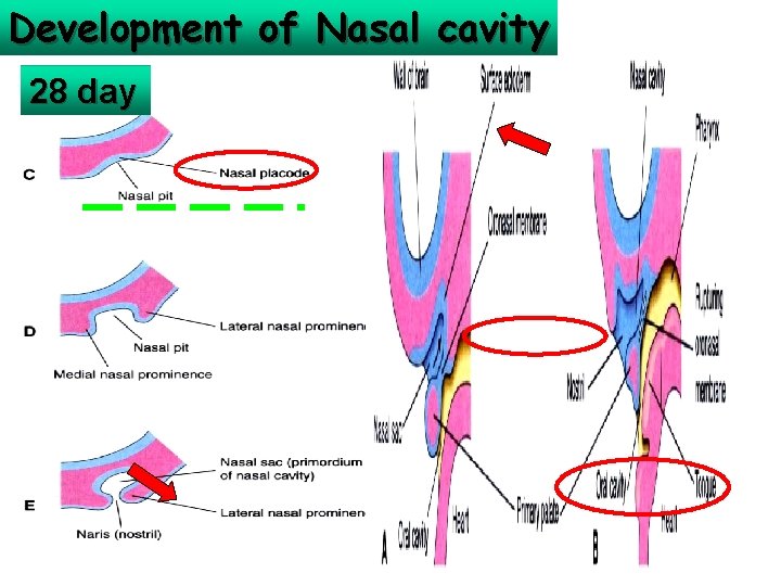 Development of Nasal cavity 28 day 