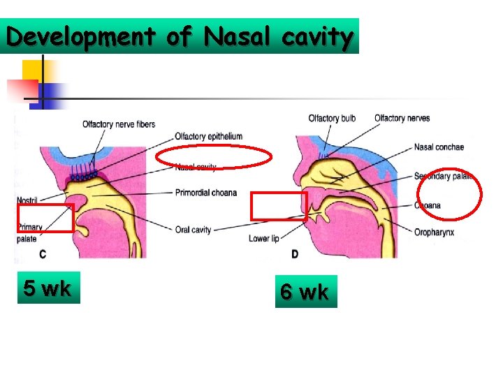 Development of Nasal cavity 5 wk 6 wk 