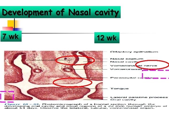 Development of Nasal cavity 7 wk 12 wk 