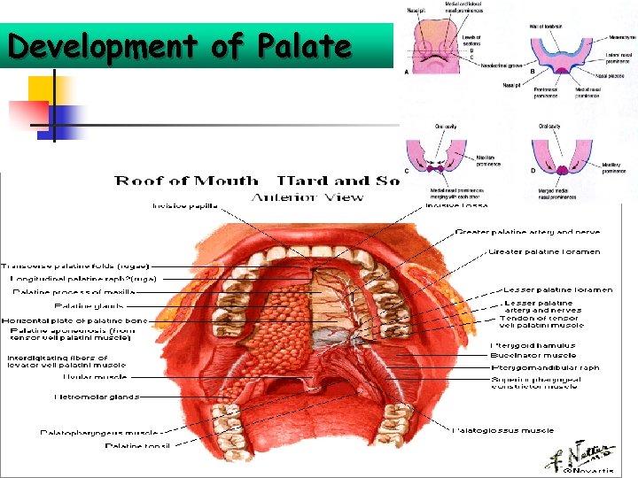 Development of Palate 