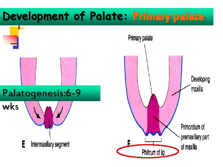 Development of Palate: Primary palate Palatogenesis: 6 -9 wks 