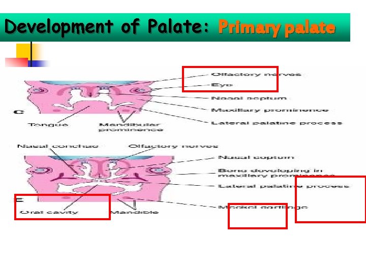 Development of Palate: Primary palate 