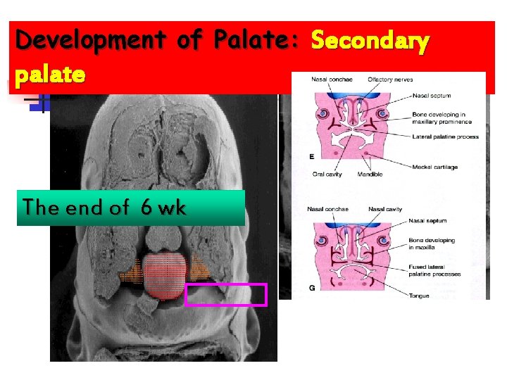 Development of Palate: Secondary palate The end of 6 wk 