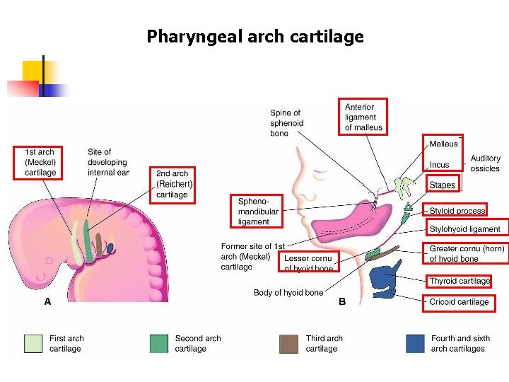Pharyngeal arch cartilage 