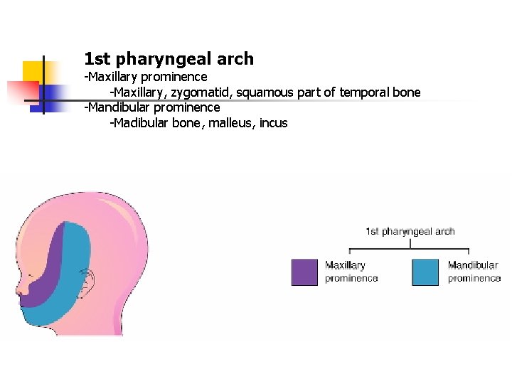 1 st pharyngeal arch -Maxillary prominence -Maxillary, zygomatid, squamous part of temporal bone -Mandibular