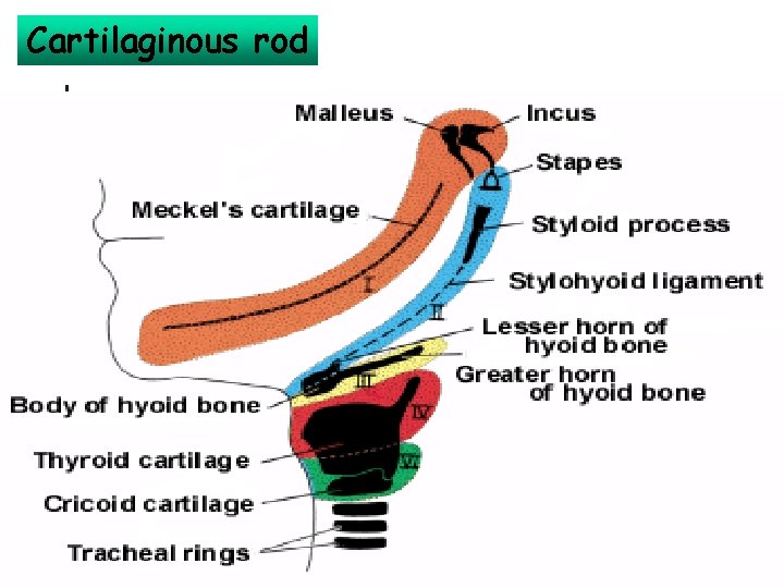 Cartilaginous rod 