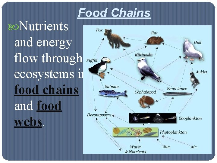 Nutrients Food Chains and energy flow through ecosystems in food chains and food