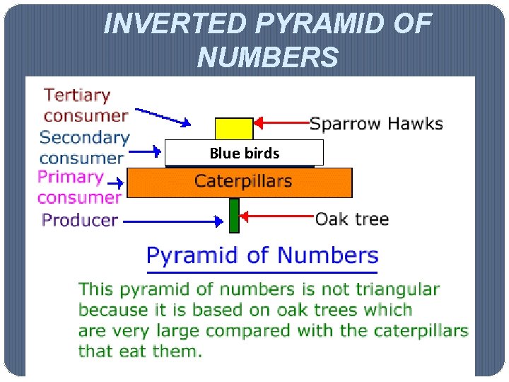 INVERTED PYRAMID OF NUMBERS Blue birds 