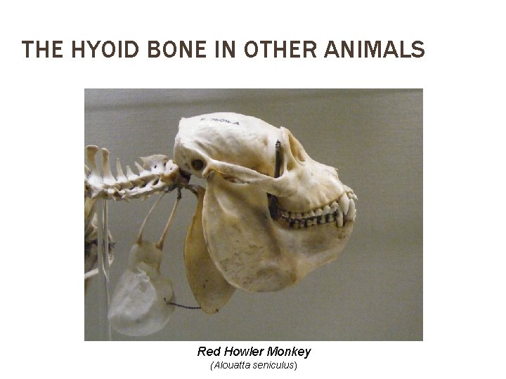 THE HYOID BONE IN OTHER ANIMALS Red Howler Monkey (Alouatta seniculus) 