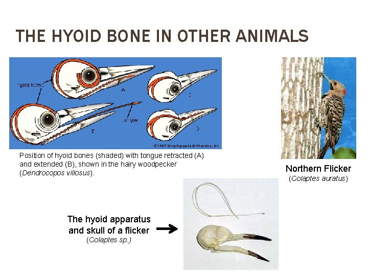 THE HYOID BONE IN OTHER ANIMALS Position of hyoid bones (shaded) with tongue retracted