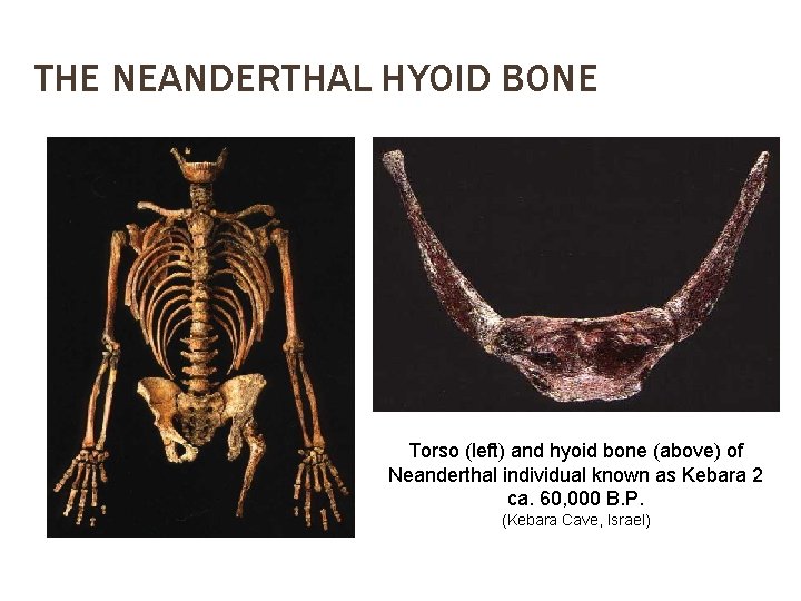 THE NEANDERTHAL HYOID BONE Torso (left) and hyoid bone (above) of Neanderthal individual known