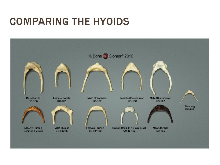 COMPARING THE HYOIDS 