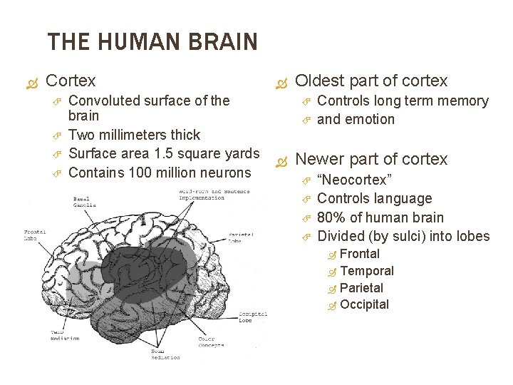 THE HUMAN BRAIN Cortex Convoluted surface of the brain Two millimeters thick Surface area