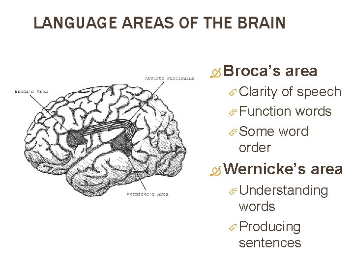 LANGUAGE AREAS OF THE BRAIN Broca’s area Clarity of speech Function words Some word
