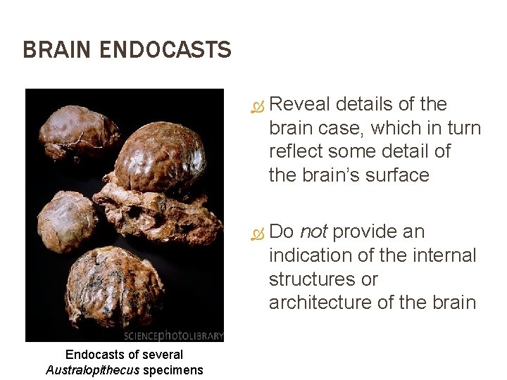 BRAIN ENDOCASTS Endocasts of several Australopithecus specimens Reveal details of the brain case, which