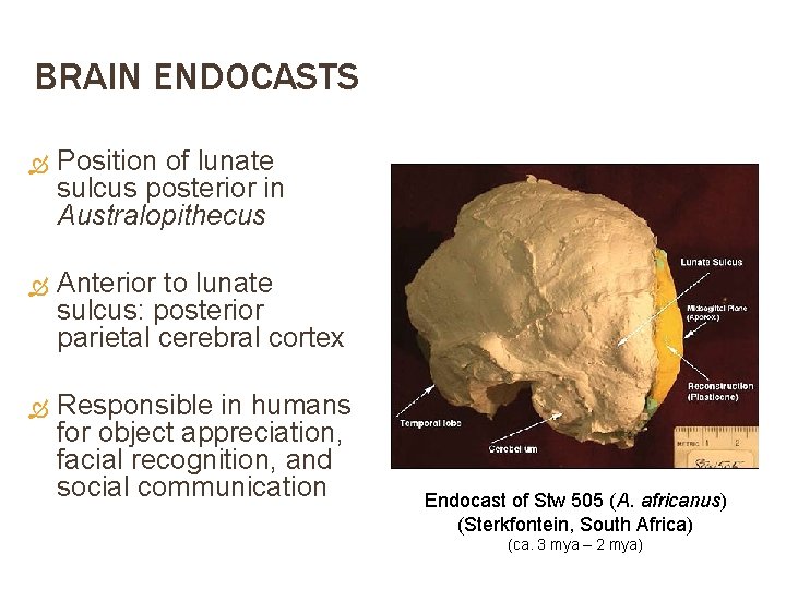 BRAIN ENDOCASTS Position of lunate sulcus posterior in Australopithecus Anterior to lunate sulcus: posterior