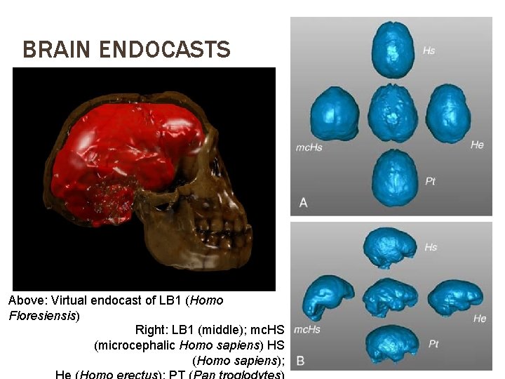 BRAIN ENDOCASTS Above: Virtual endocast of LB 1 (Homo Floresiensis) Right: LB 1 (middle);