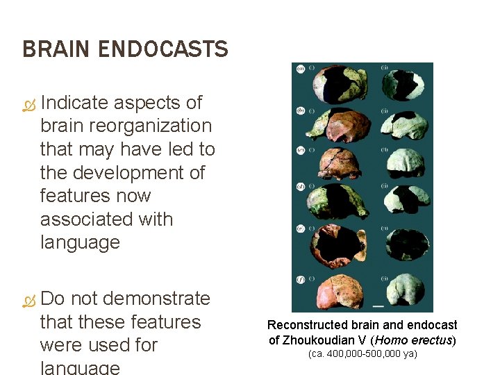 BRAIN ENDOCASTS Indicate aspects of brain reorganization that may have led to the development