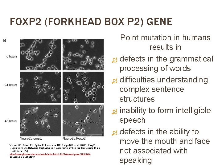 FOXP 2 (FORKHEAD BOX P 2) GENE Vernes SC, Oliver PL, Spiteri E, Lockstone