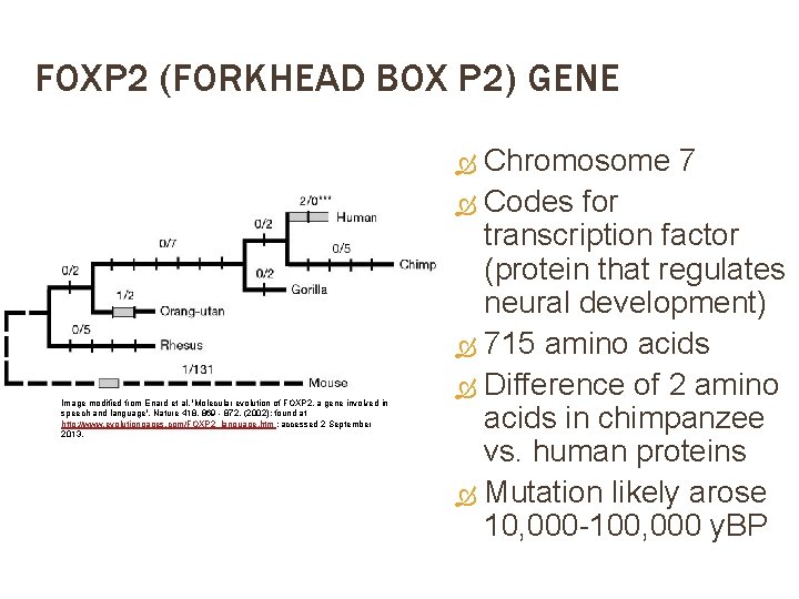 FOXP 2 (FORKHEAD BOX P 2) GENE Chromosome 7 Codes for transcription factor (protein