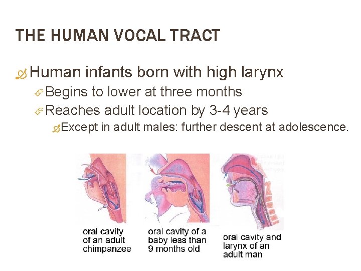 THE HUMAN VOCAL TRACT Human infants born with high larynx Begins to lower at