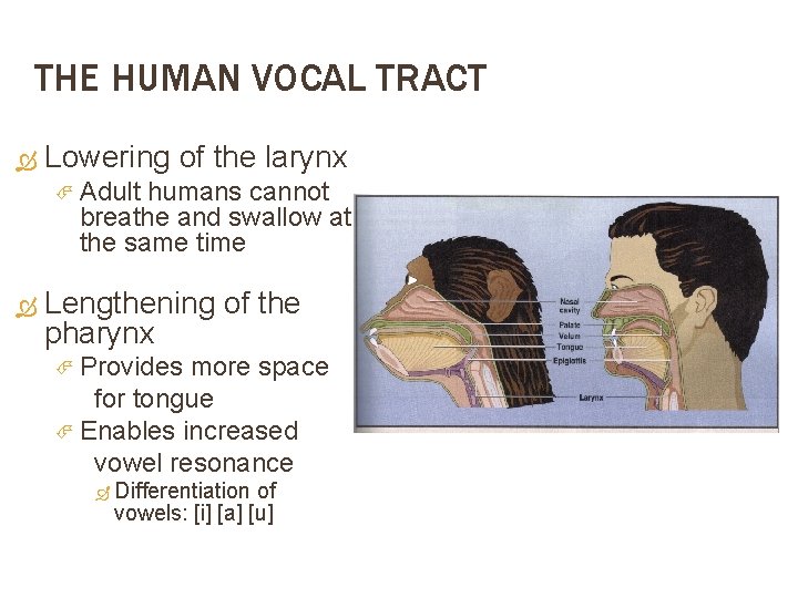 THE HUMAN VOCAL TRACT Lowering of the larynx Adult humans cannot breathe and swallow